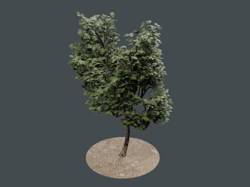 Young oak browser derivative material preview